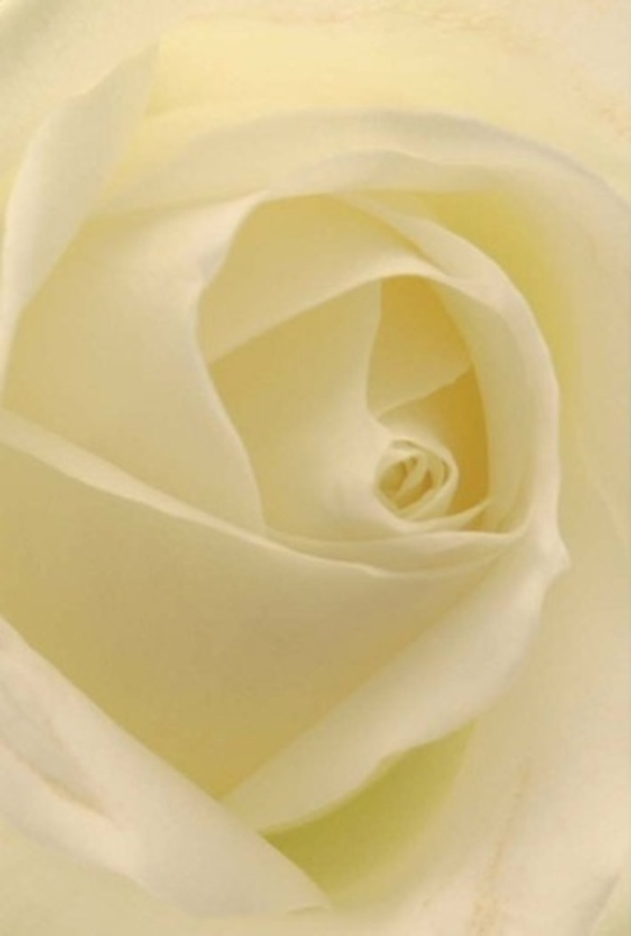 With a gaze drawn close, this classic white rose reveals a tapestry of softness and refinement befitting the spirit of Honor Oak. Each petal, arranged with meticulous precision, creates a luminous spiral echoing memories of afternoon walks beneath the canopy of Honor Oak Park. Cream and ivory tones blend seamlessly, the transition accentuated by shifting natural light that seems to illuminate the flower from its very core. The nearly sheer edges suggest a fragile grace, while the bloom's perfect symmetry conveys purity and resilience-qualities that resonate on deeply personal occasions, whether marking an apology, a romantic gesture, or a cherished moment at a local event near Brockley Rise. The composition is elevated by subtle interplay of shadow and light, instilling a serene sophistication throughout the scene. A barely-there floral note is almost tangible, carrying the promise of calm and comfort. Each element, crafted by a seasoned Honor Oak florist, is a testament to the area's dedication to heartfelt floral design-making this rose an ideal, forever-appropriate grace note for any occasion.